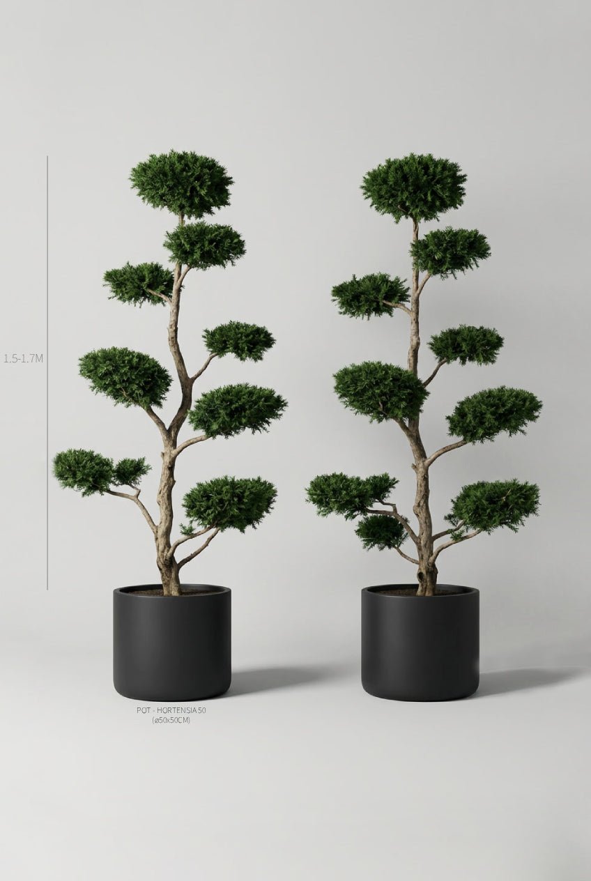 Studio · Size guide marking the yew cloud pair at 1.5-1.7m, each in a 50cm black cylinder pot.