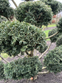 English Yew Cloud Tree (Niwaki) Topiary Specimen - Hiro