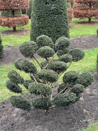 English Yew Cloud Tree (Niwaki) Topiary Specimen - Hiro