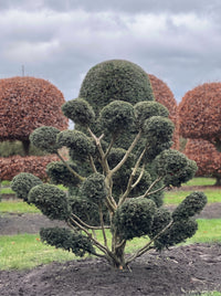 English Yew Cloud Tree (Niwaki) Topiary Specimen - Hiro