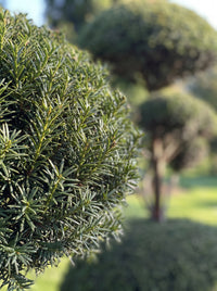 English Yew Cloud Tree on Dome Topiary Specimen - Mabel