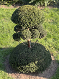 English Yew Cloud Tree on Dome Topiary Specimen - Mabel
