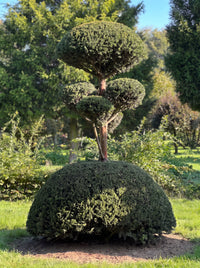 English Yew Cloud Tree on Dome Topiary Specimen - Mabel