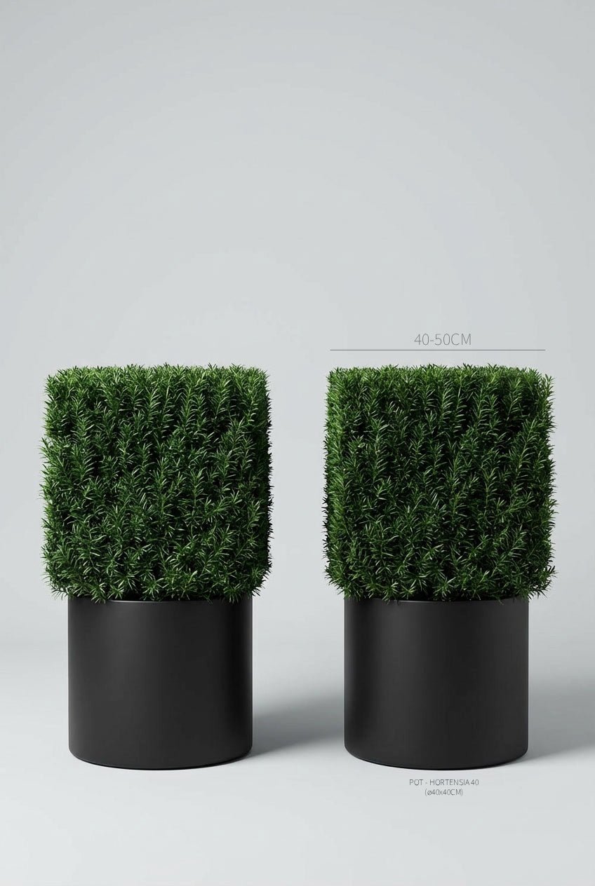 Studio · Size guide marking the yew cubes at 40-50cm across, each set in a 40cm black cylinder pot.