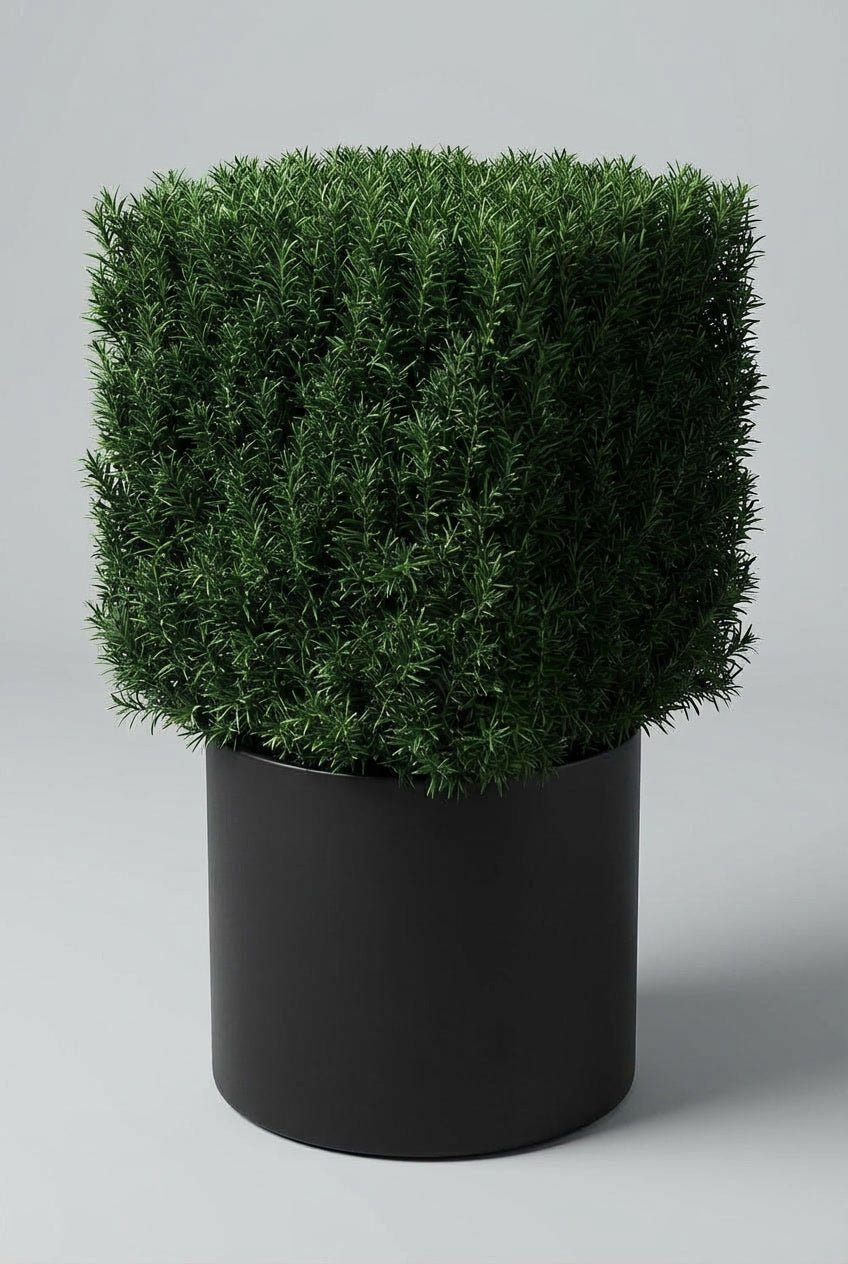 A 40cm Taxus baccata cube topiary in a black planter photographed on studio background, showcasing English yew with precise geometric form and dense dark evergreen foliage, demonstrating yew topiary ball alternative for architectural topiary plants and formal garden design.