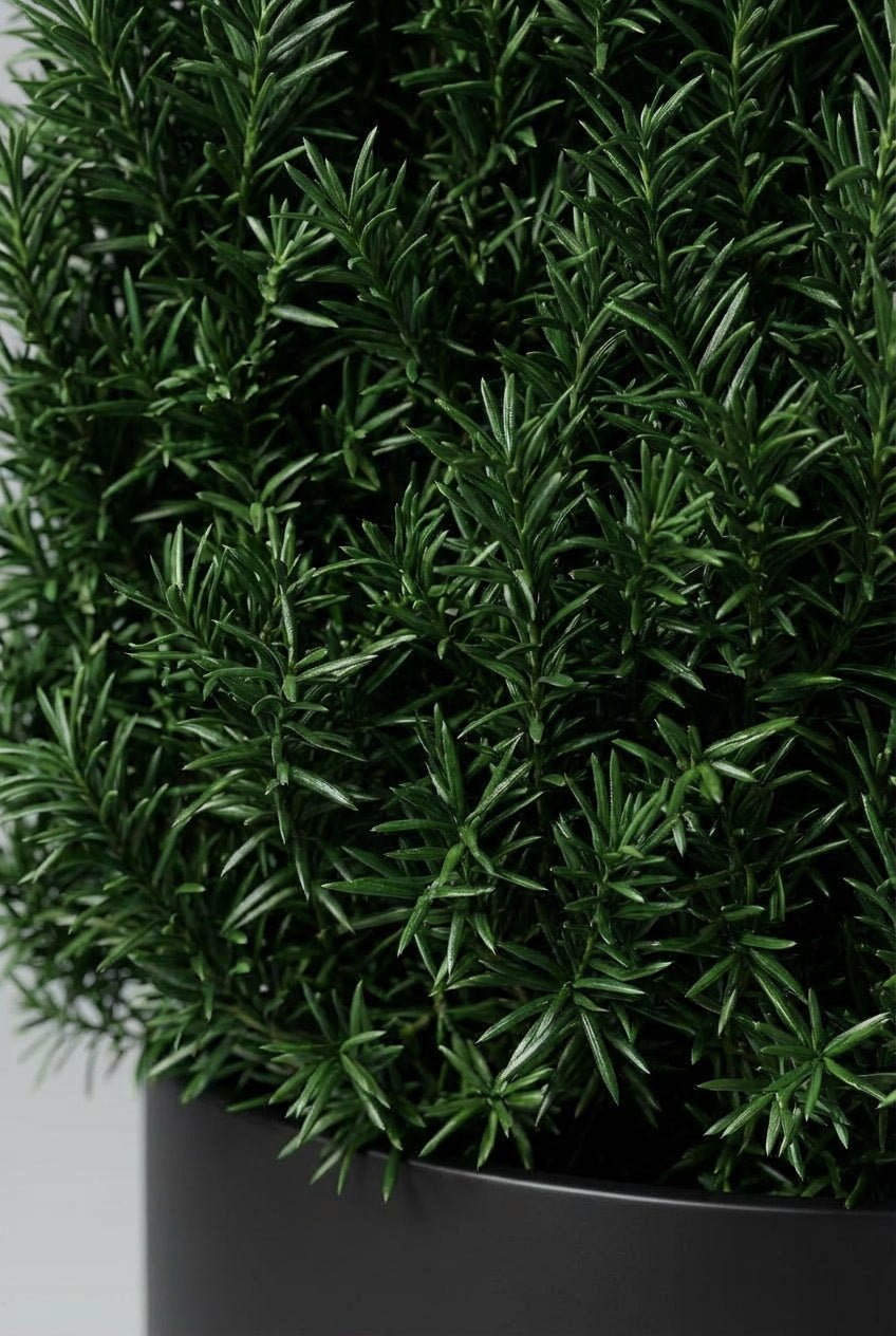 Close-up detail of Taxus baccata (English yew) cube topiary showcasing dense dark green needle foliage and sharp geometric edges, ideal for buy topiary plants, architectural evergreen cubes, and formal garden design.