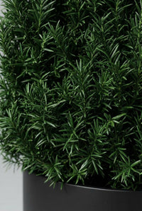 Foliage Close Up · Yew needles, dark green and radiating tightly along every shoot at the clipped face.