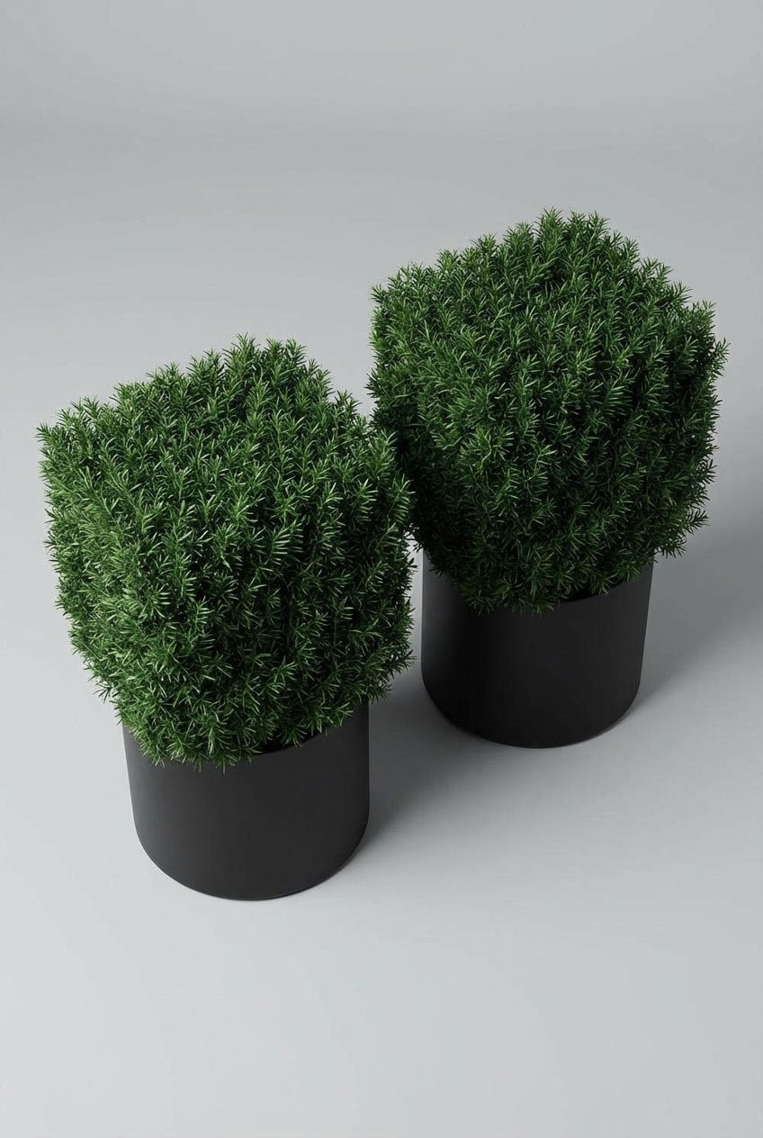A pair of Taxus baccata cube topiary in black planters photographed on studio background, showcasing English yew with precise geometric forms and dense dark evergreen foliage, demonstrating curated evergreen pairs and yew topiary ball alternatives for architectural garden design and doorway symmetry.