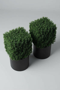 Studio · Brooks and Fenna seen from above, two crisp yew cubes squared off over matte black pots.