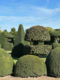 Nursery · Another view of Otto, the 0.95m yew dome, a broad, low half-sphere, in the grower's field.