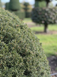 English Yew Dome Topiary Specimen - Otto