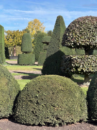 English Yew Dome Topiary Specimen - Otto