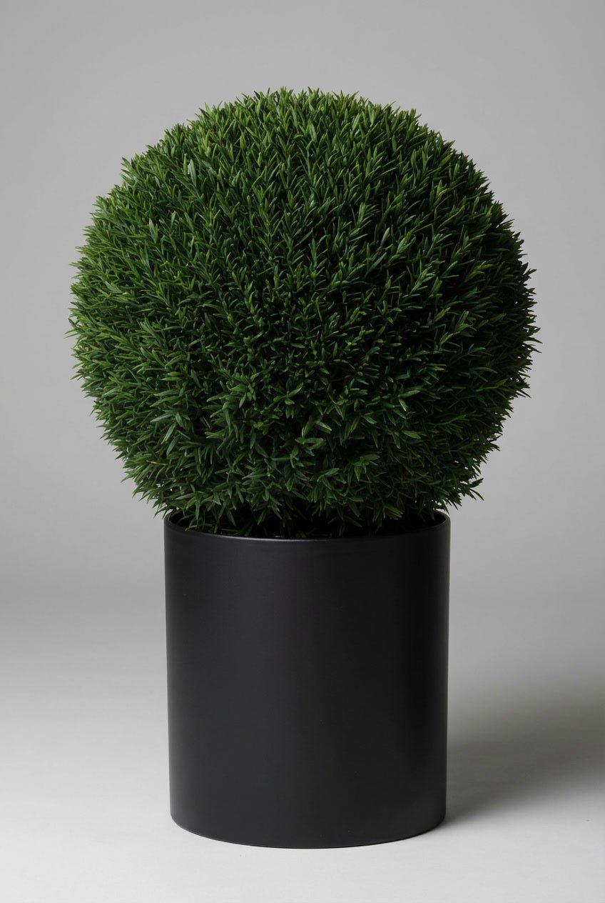 A Taxus baccata (English yew) ball topiary in a black planter photographed on studio background, showcasing dense dark evergreen sphere with fine needle-like foliage, demonstrating yew topiary ball and buy topiary trees for architectural garden design and formal entrance sculpture plants.