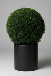 Studio · A single English yew ball, densely clipped, standing in a tall matte black cylinder pot