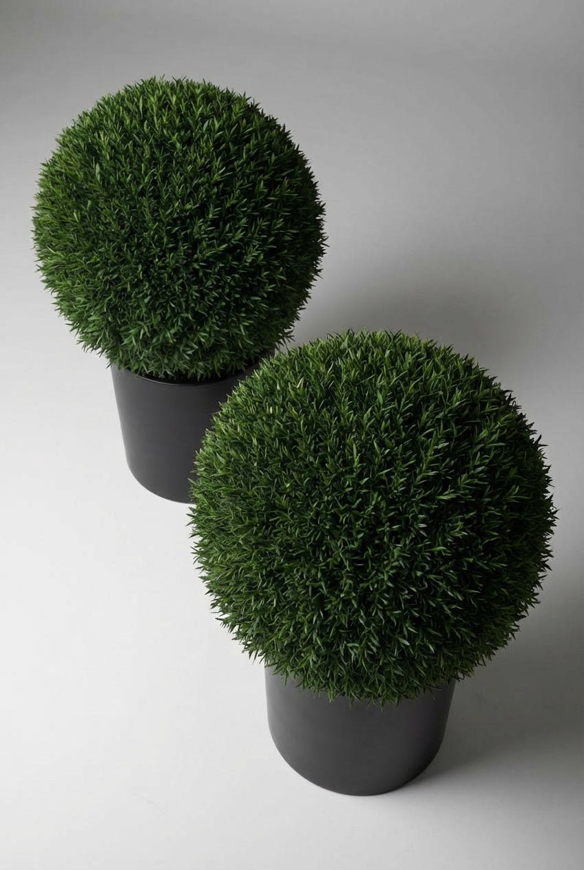 A pair of Taxus baccata (English yew) ball topiary in black planters photographed on studio background from overhead angle, showcasing dense dark evergreen spheres with fine needle-like foliage, demonstrating yew topiary ball and curated evergreen pairs for architectural garden design and doorway symmetry.