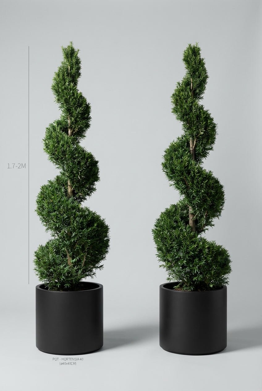 A pair of 170-200cm Taxus baccata (English yew) spiral topiary in black planters photographed on professional studio background, showcasing twisted spiral topiary pair forms with dense dark evergreen foliage, demonstrating yew topiary ball alternatives and curated evergreen pairs for architectural garden design and formal entrance symmetry with sculptural precision.