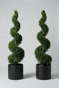 Studio · Height guide for Sterling and Wren, yew spirals marked at 1.7-2m beside a 40cm pot.