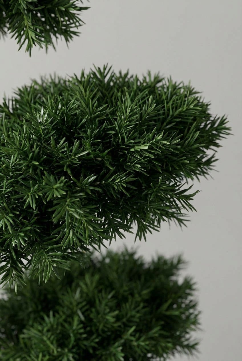 Close-up detail of Taxus baccata (English yew) dense dark green needle foliage showcasing fine evergreen texture, ideal for yew topiary ball, cloud topiary, niwaki bonsai, and architectural evergreen specimens.