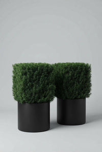 Studio · Straight-on view of the paired yew cubes, foliage overhanging the rims of both black pots.
