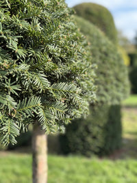 English Yew Lollipop Dome Topiary Specimen - Pip