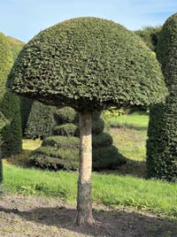 English Yew Lollipop Dome Topiary Specimen - Pip