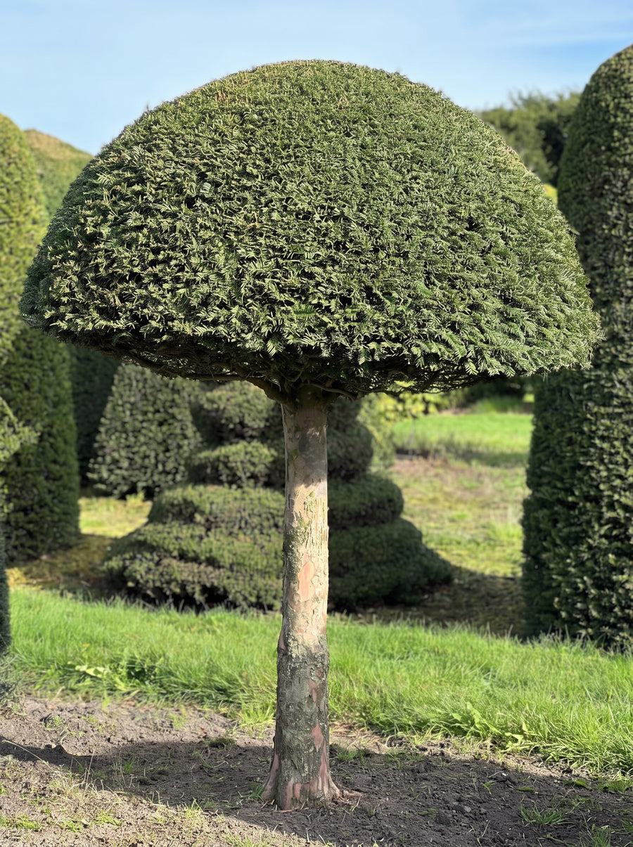 English Yew Lollipop Dome Topiary Specimen - Pip