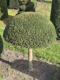 English Yew Lollipop Dome Topiary Specimen - Pip