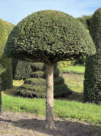 English Yew Lollipop Dome Topiary Specimen - Pip