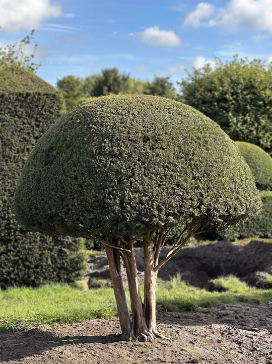 English Yew Multi-stem Mushroom Topiary Specimen - Hollis