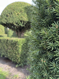 English Yew Mushroom on Block Topiary Specimen - Rupert