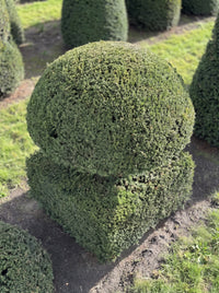 English Yew Mushroom on Block Topiary Specimen - Rupert