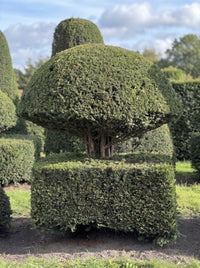 English Yew Mushroom on Block Topiary Specimen - Rupert