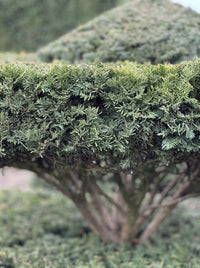 English Yew Parasol on Block Topiary Specimen - Linden