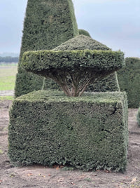 English Yew Parasol on Block Topiary Specimen - Linden