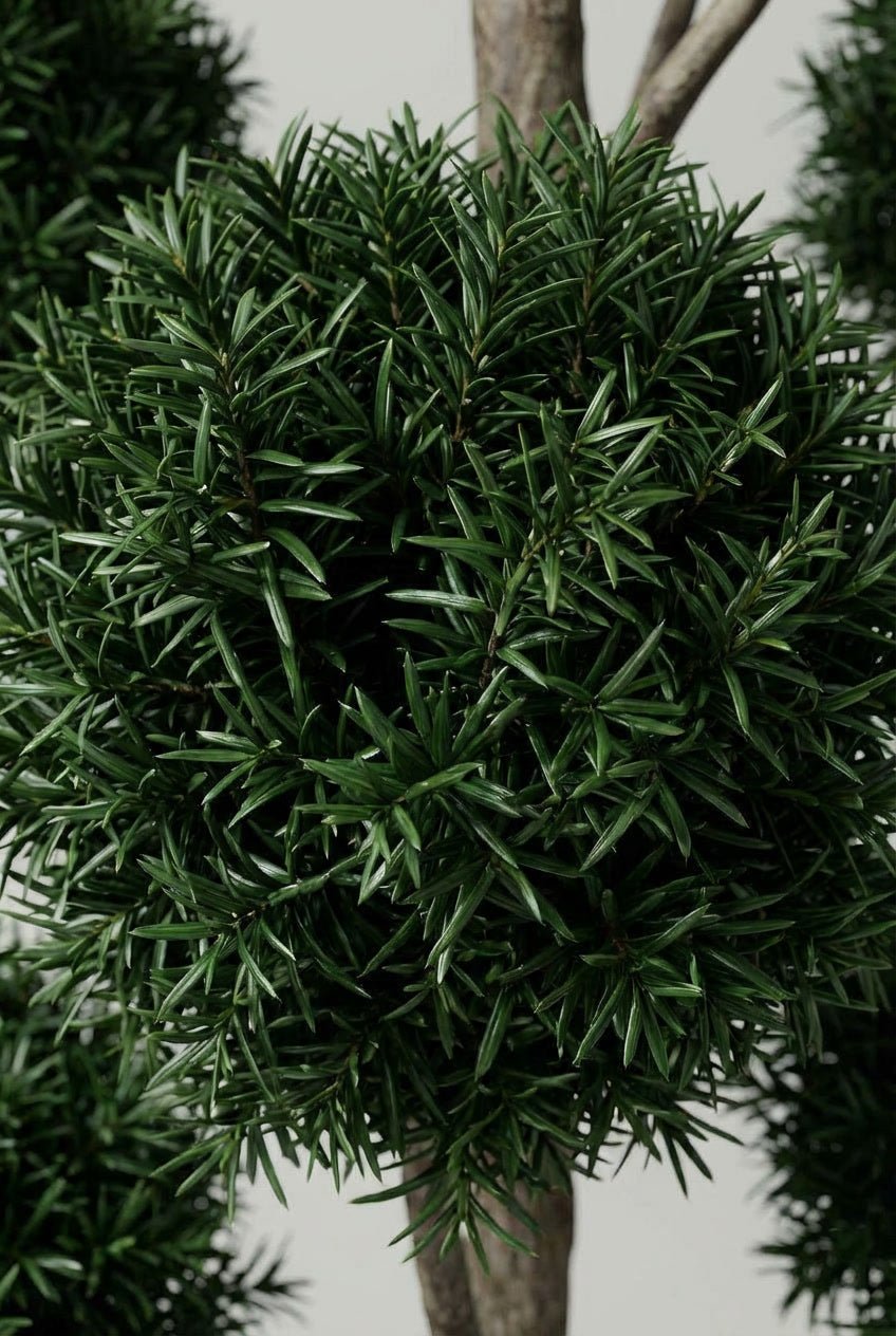 Close-up detail of Taxus baccata (English yew) pom-pom topiary showcasing dense dark green needle foliage and natural stem branching, ideal for yew topiary ball, cloud topiary, niwaki style, and architectural evergreen specimens.