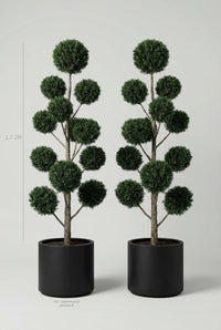 Studio · Hale and Mercer against a height guide, yew pom-poms marked at 1.7-2m in 50cm black pots.