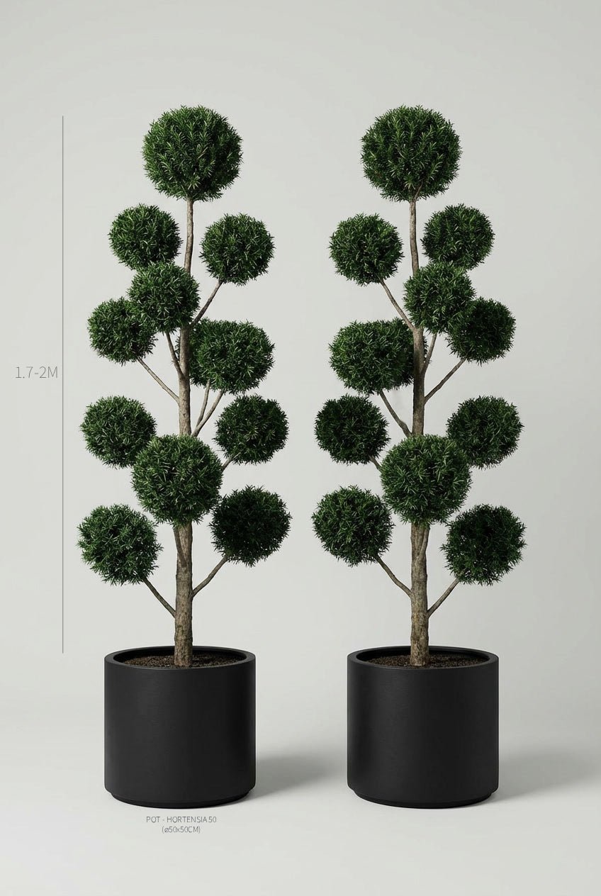 Studio · Hale and Mercer against a height guide, yew pom-poms marked at 1.7-2m in 50cm black pots.