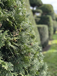 English Yew Pyramid Topiary Specimen - Gideon