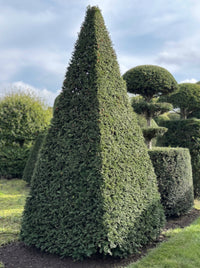 English Yew Pyramid Topiary Specimen - Gideon