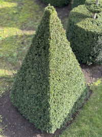 English Yew Pyramid Topiary Specimen - Gideon