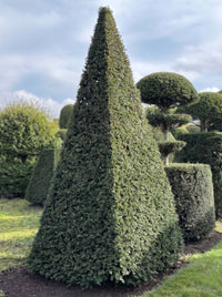 English Yew Pyramid Topiary Specimen - Gideon