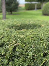 English Yew Ring Topiary Specimen - Halo