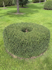 English Yew Ring Topiary Specimen - Halo