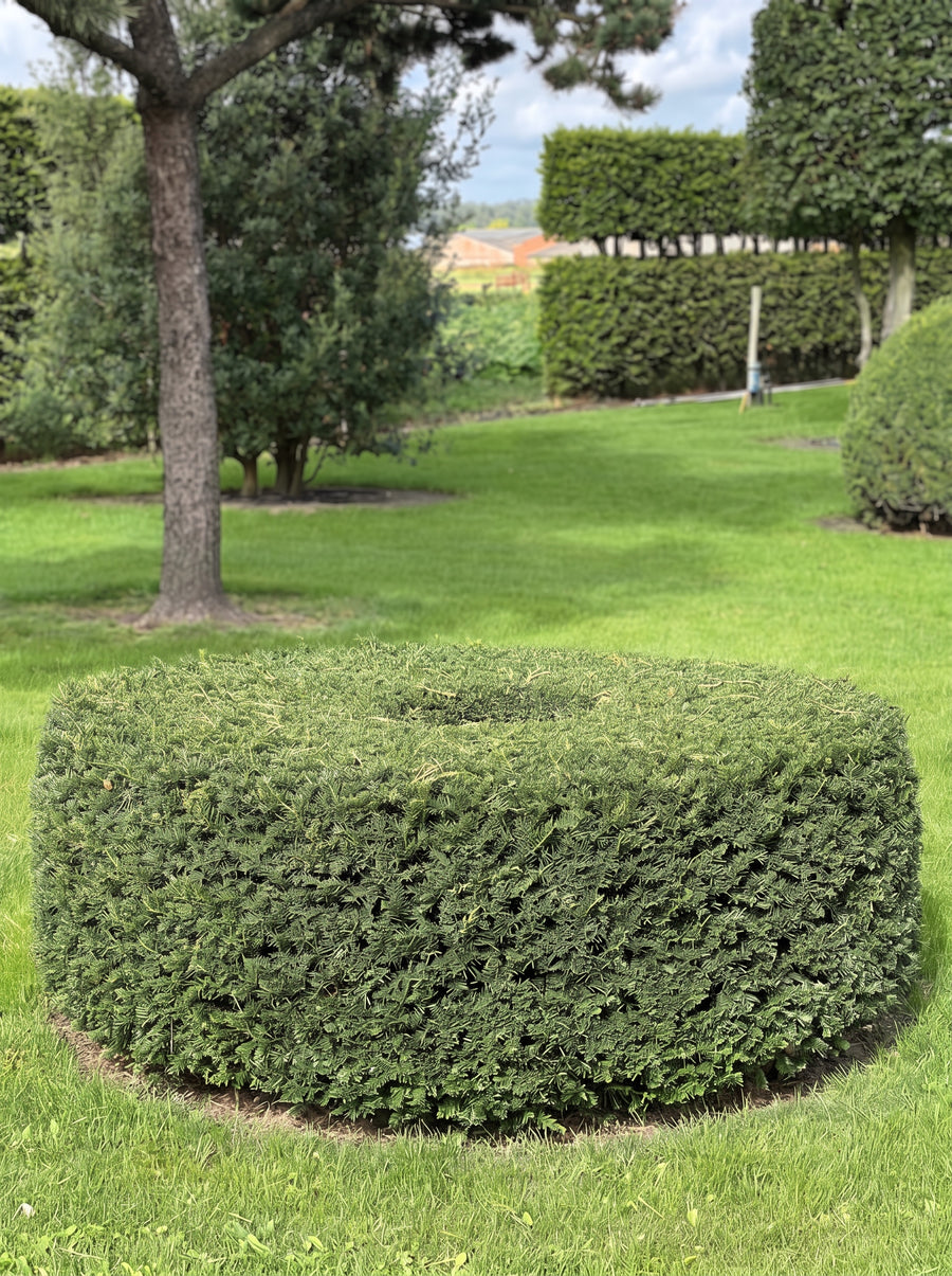 English Yew Ring Topiary Specimen - Halo