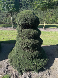English Yew Spiral Cone Topiary Specimen - Wilder