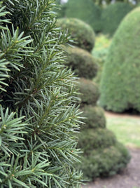 English Yew Spiral Cone Topiary Specimen - Wilder