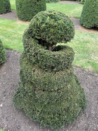 English Yew Spiral Cone Topiary Specimen - Wilder
