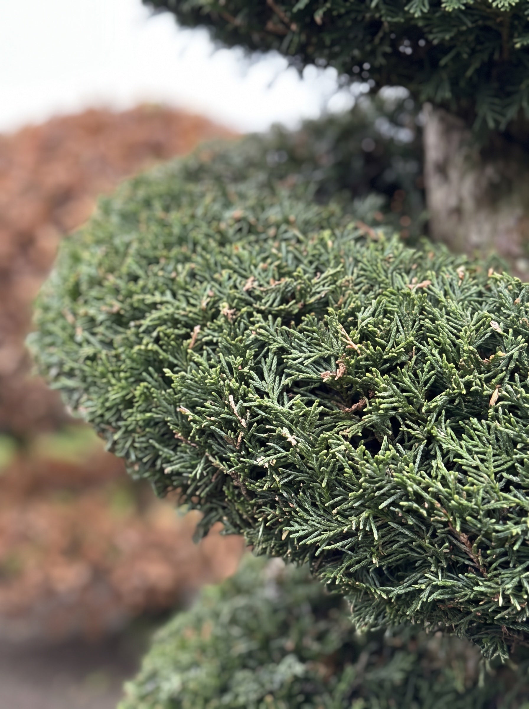 English Yew Spiral Standard Topiary Specimen - Corin
