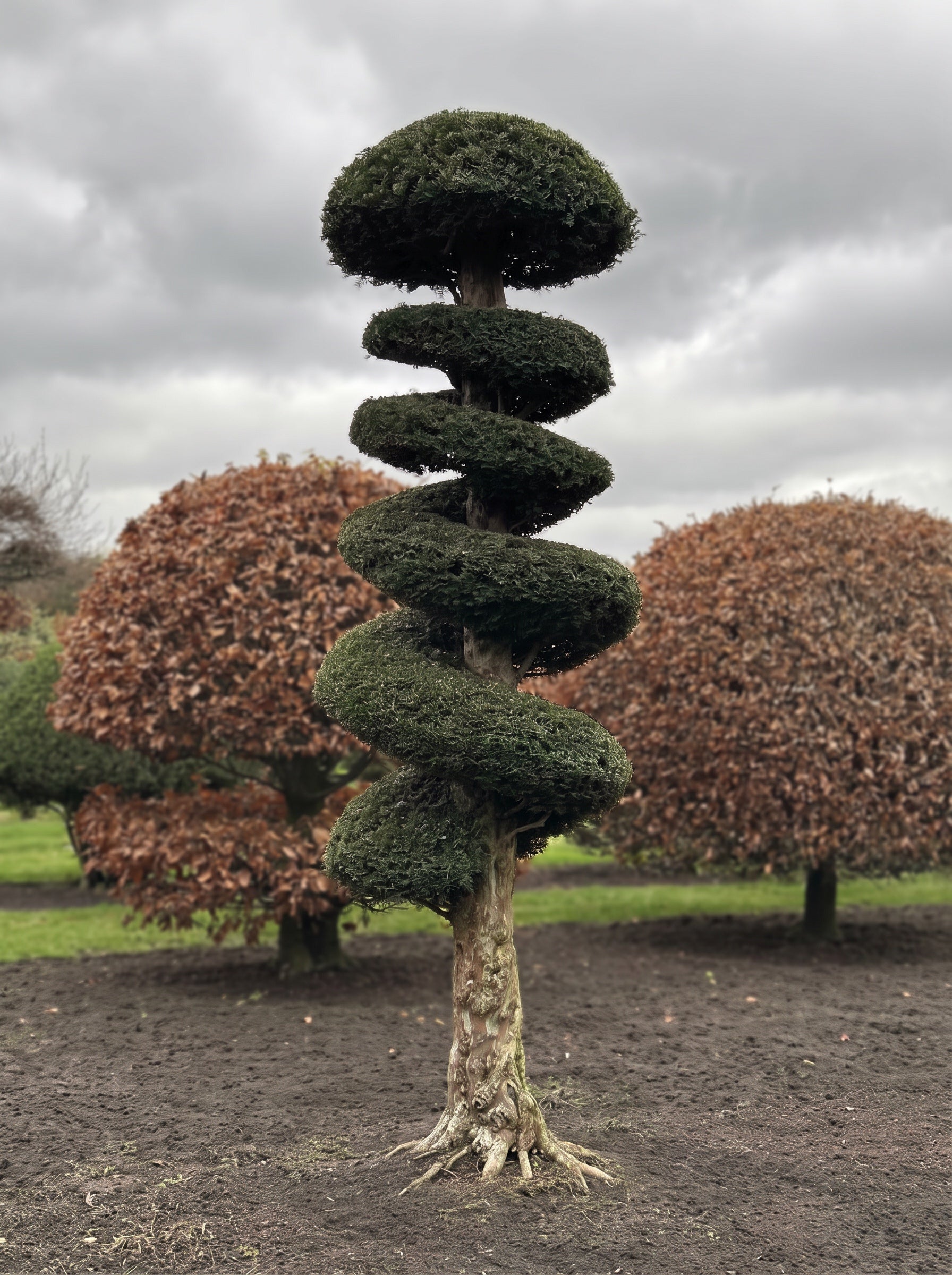 English Yew Spiral Standard Topiary Specimen - Corin