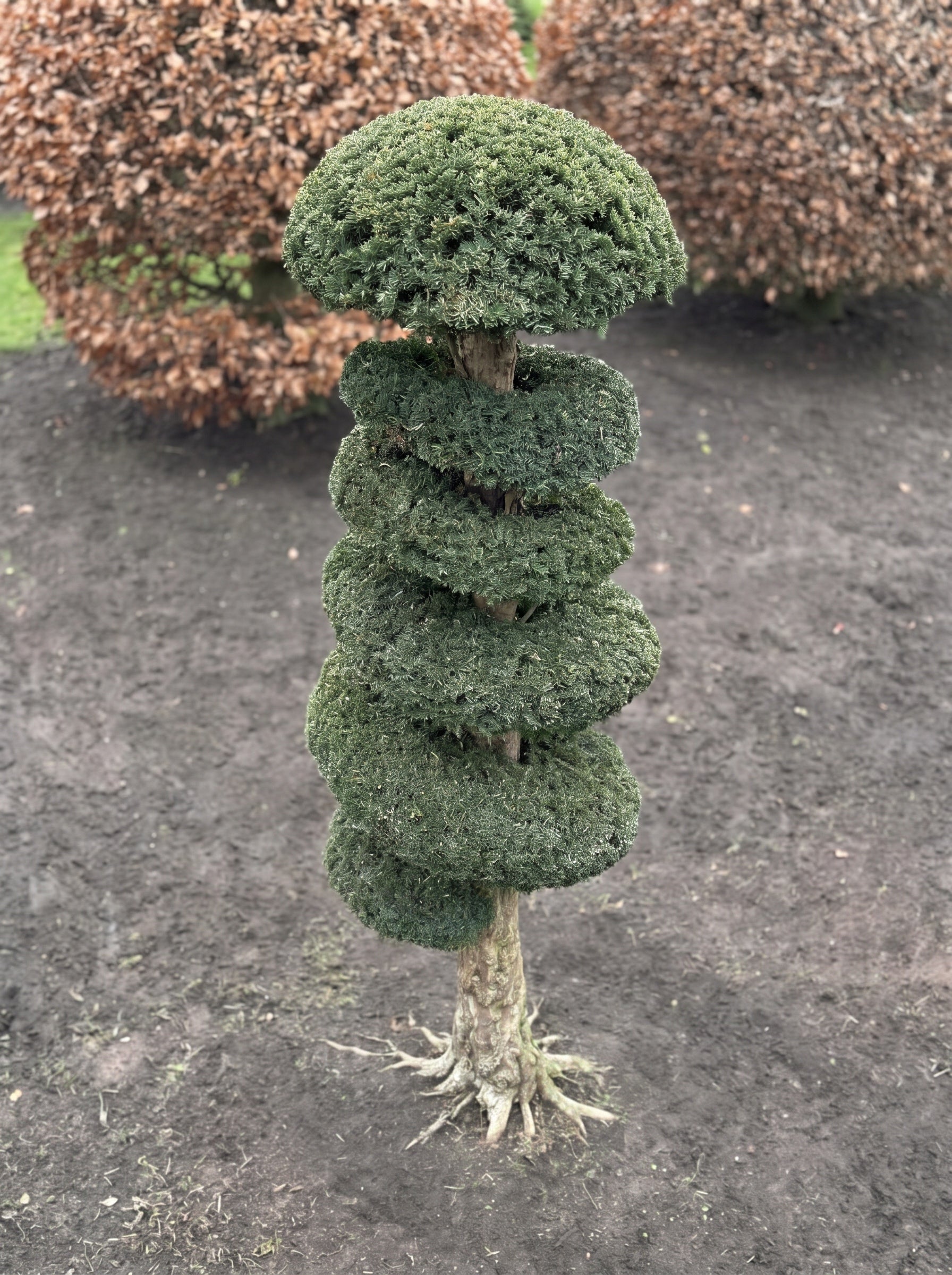 English Yew Spiral Standard Topiary Specimen - Corin